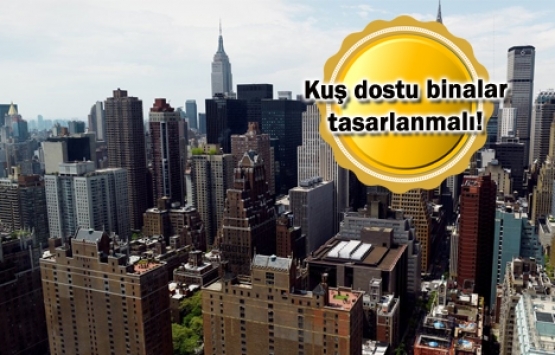 ABD’de yılda 1 milyar kuş gökdelenlere çarpıp ölüyor!