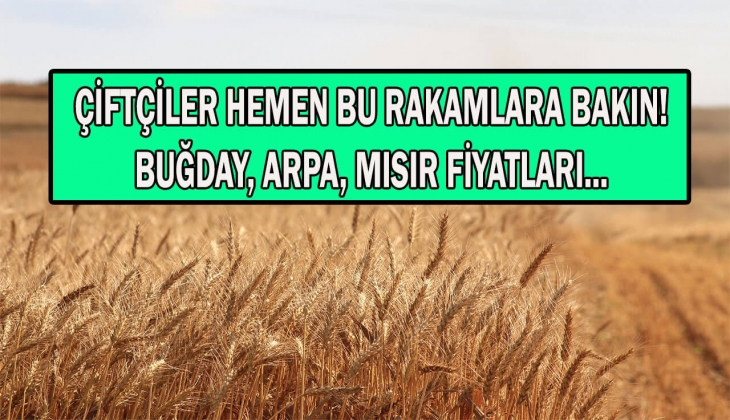 Çiftçiler hemen bakın! Buğday, arpa, mısır fiyatlarında son dakika Nisan şoku! Hangi borsada fiyatlar kaç lira? 