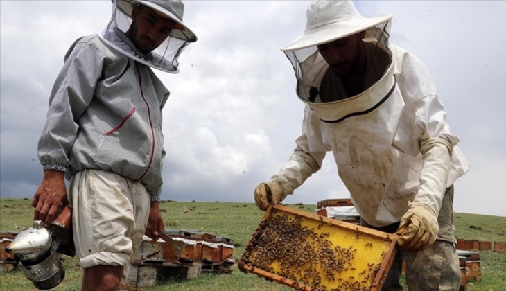 Arıcılık destekleri belli oldu. İşte 2023'de ödenecek rakam