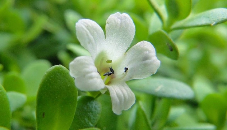 Birçok çiftçi belki de adını ilk defa duyacak ancak bunu eken paraya para demiyor. İşte o bitki 