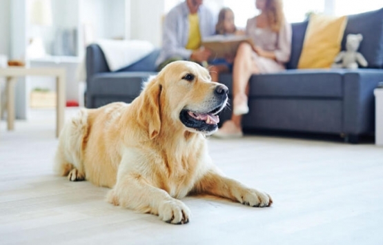 Apartmanda kedi, köpek beslemek yasak mı? Dikkat!