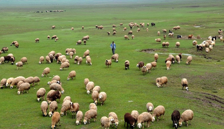 Besici çileden çıktı! Hayvanlarını satıp bakın hangi mesleğe yöneldi
