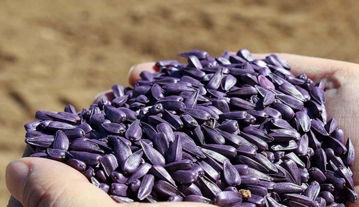 Çiftçilere son dakika müjdesi! Ayçiçeği üreticilerine Trakya Birlik ten ton başına 1.100 TL destek verilecek!