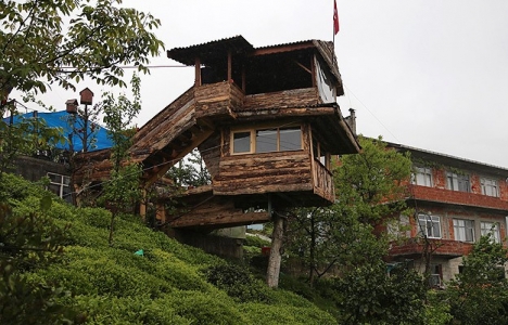 Rize'de ceviz ağacına ahşap ev inşa ettiler!