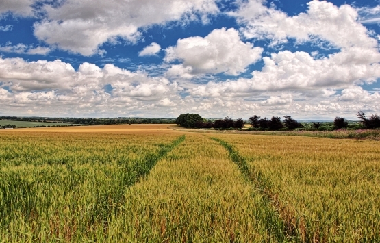 Giresun'da arazi kavgası: İki yaralı!