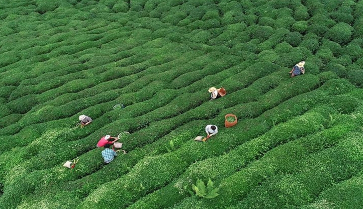 Çay üreticileri dikkat! Yaş çay fiyatında son dakika! İşte 12 Mayıs 2022 yaş çay fiyat listesi...