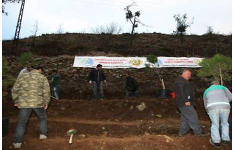 Yayladağı'nda yanan ormanlar yeniden ağaçlandırılıyor!