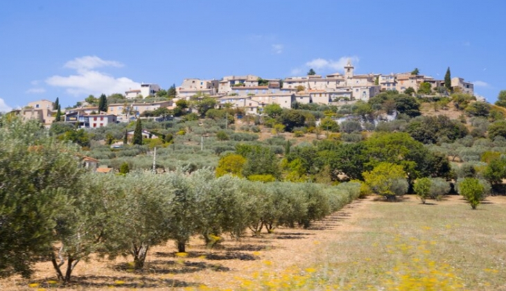 Belediye İzmir’de 40 bin TL’ye zeytinlik satıyor!