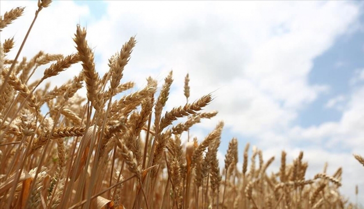 Çiftçiler dikkat! Buğday, arpa, mısır... Peş peşe belli oldu! Rakamları duyan buz kesti! 6 Mart 2023 fiyat listesi