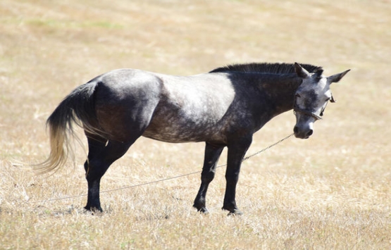 Özlem Tekin in yeni hayatı! Muğla da çiftlik kurdu!