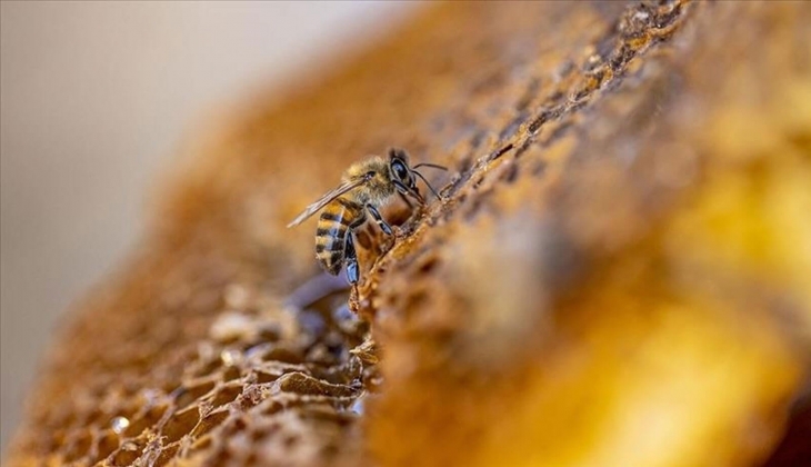 SON DAKİKA! Arıcılık yapanlara yeni destek müjdesi: Tam bu kadar verilecek! Resmi Gazete de yayımlandı!