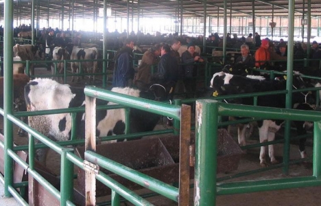 Bingöl'de Hayvan pazarı projesi 250 günde tamamlanacak!