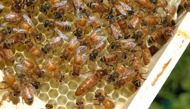 5 bin kraliçe arıyı hibe desteği ile alıp tanesini 300 TL den satabilirsiniz! İşte detaylar