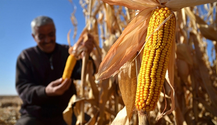 Mısırda taban fiyat 10 TL olacak mı? Çiftçiler dikkat! 