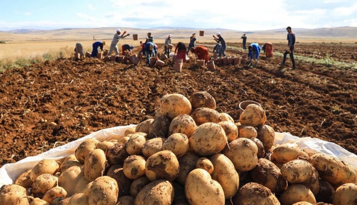 Ucuza patates yemek hayal oluyor! Patates fiyatları yüzde 342 zamlandı! İşte 11 Mayıs 2022 fiyat listesi