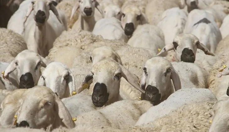 Zincir marketlerde kurbanlık fiyatları belli oldu! Bu fiyatları görenlerin ağzı açık kaldı!