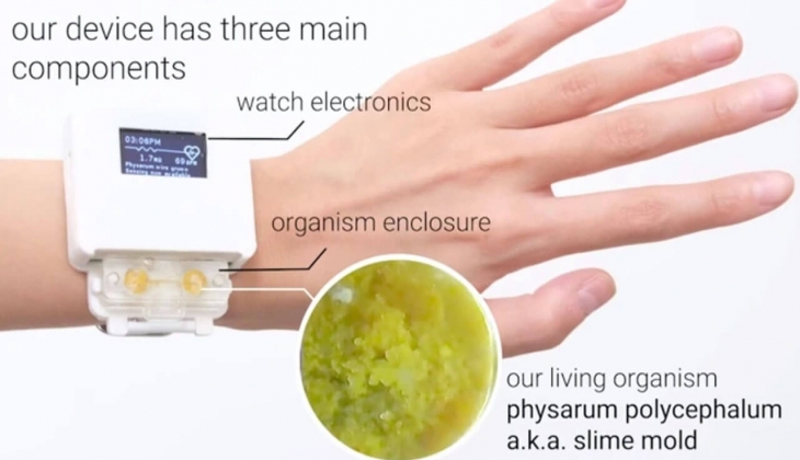 Bu saat bir canlı gibi yaşıyor! İlgisiz kalınca ölüyor