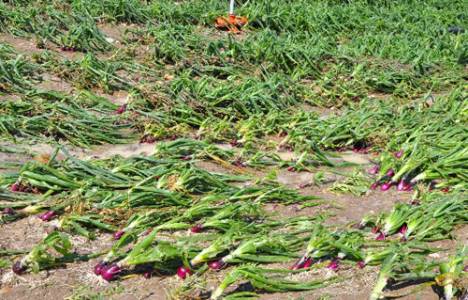 Amasya'da dolu, sebze bahçelerini vurdu!