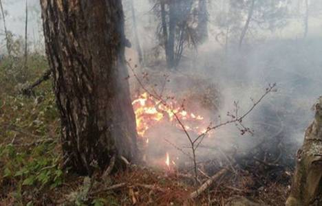 Kütahyada orman yangını