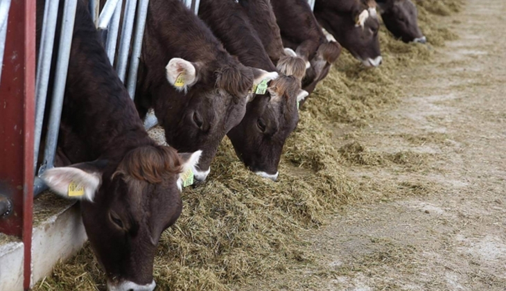 Ada Yem Katkı Maddeleri Sanayi ve Ticaret Şirketi'ne 3 ay süreyle geçici mühlet verildi!