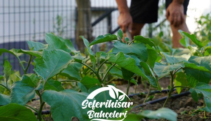 Seferihisar Mandalina Vadisi nde fiyatlar 600 bin TL den başlıyor!