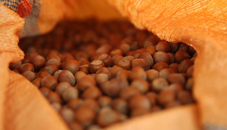 Fındık fiyatları yükseldi mi? Ordu, Trabzon, Giresun fındık fiyatları bugün kaç TL? Şehir şehir belli oldu!