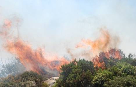 Didim yangın haberleri