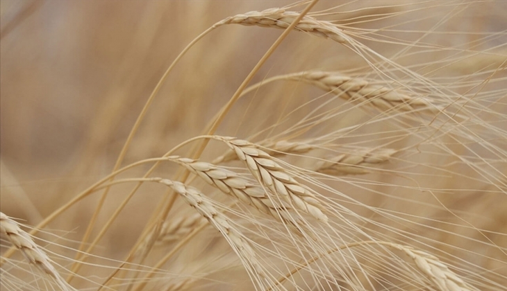 Çiftçiler merakla bekliyor: Buğday alım fiyatı ne zaman açıklanacak? Hangi borsada şu an buğday fiyatları kaç TL?