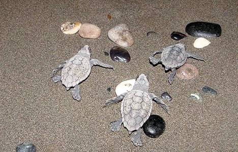 Mersin-Silifke arası sahil şeridi doğal sit alanı ilan edildi!