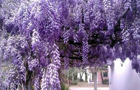 ​​​​Üsküdar camilerini mor salkımlar saracak!