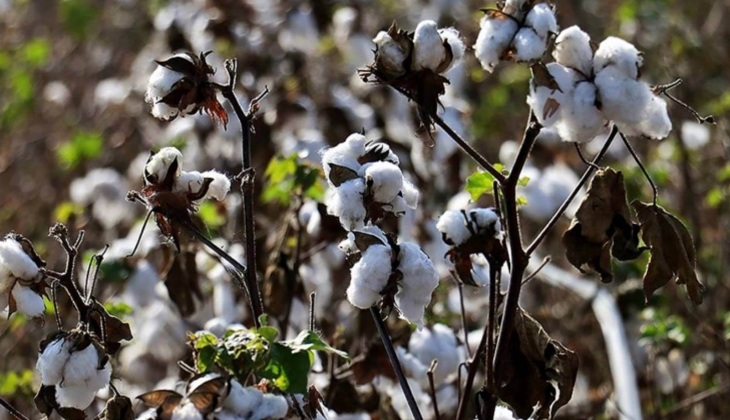 Alkanoğlu Pamuk İthalat için mahkemeden yeni karar! Geçici mühlet süresi bir yıl daha uzatıldı!