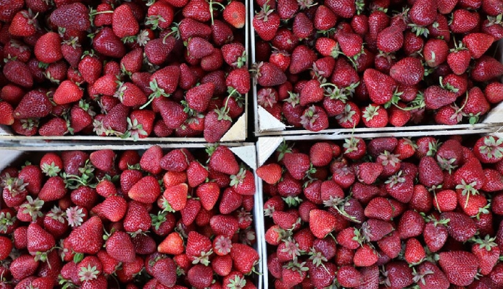  Bu ilimizde yaşayan çiftçiler çok dikkat! Öyle bir haber geldi ki tarım camiasına bomba gibi düştü