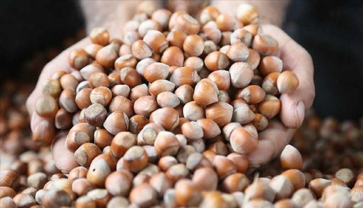 Fındık fiyatları düştü mü, bugün ne kadar? 12 Ekim 2023 Giresun, Samsun, Ordu, Trabzon fındık fiyat listesi...