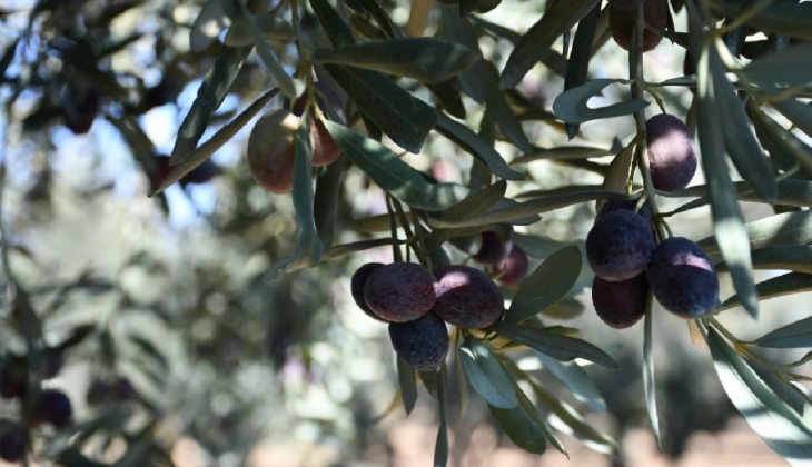 Bayındır Belediyesi’nden İzmir’de satılık 4 zeytin bahçesi!