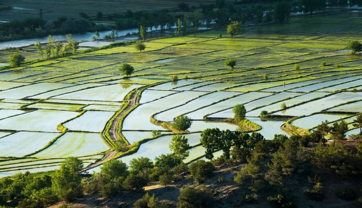 Bakan Kirişçi açıkladı! Çeltik alım fiyatlarına 1000 lira zam