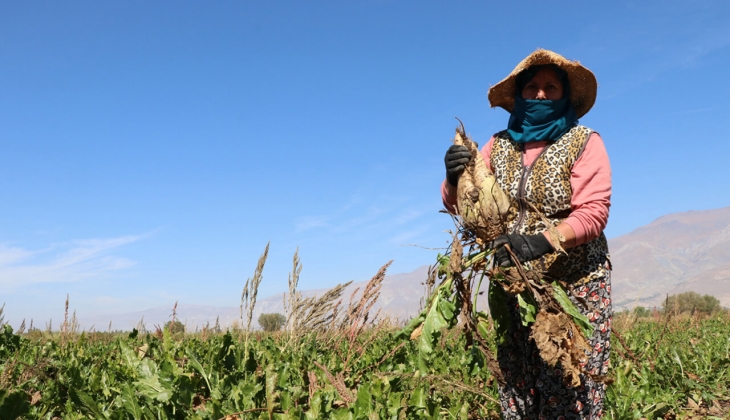 Milyonlarca çiftçinin merakla beklediği haber geldi! Tarımsal destek ödemeleri hesaba yatıyor!