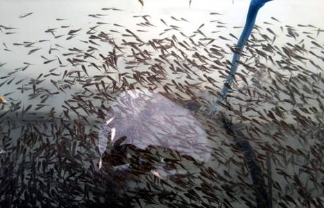 Marmara Denizi'ndeki 'Sazanlı' balıklandırma tepki çekiyor!