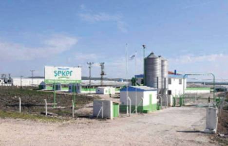 Şeker Piliç'in satış işlemleri başladı!