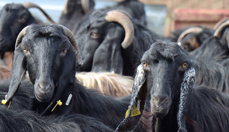 Türk çiftçiler dikkat! Bu türler korumaya alındı, mutlaka haberiniz olsun