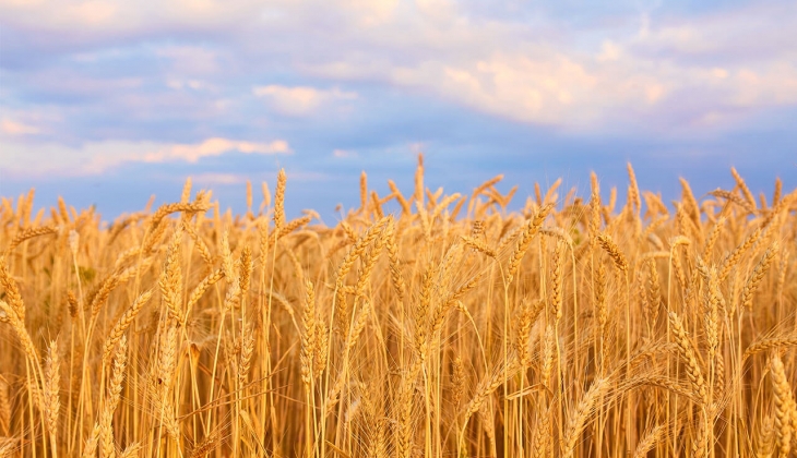 Buğday fiyatları 10 bin liraya kadar yükselecek! Çiftçiler dikkat! Buğdayı elinde tutan mı kazanacak?
