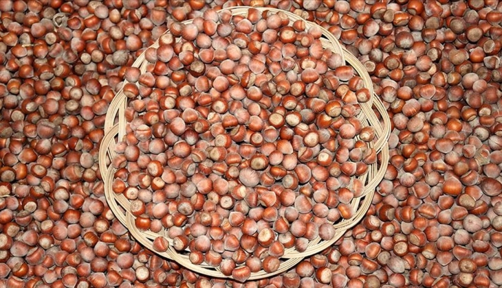 TMO fındık fiyatları belli oldu! Ordu, Trabzon, Giresun fındık fiyatları ne kadar? 10 Ekim 2023 fındık fiyatları