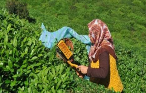 ÇAYKUR İkizdere ve Çamlıhemşin'de organik çay fabrikası kuracak! 