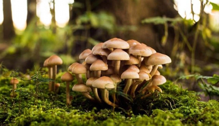 Girişimcilere müjde! Bunu yetiştirirseniz devlet desteği alırsınız