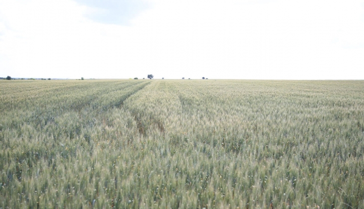 Buğday fiyatlarındaki düşüş ekmek fiyatlarını etkileyecek mi? Buğday kaç TL? İşte 11 Ekim 2022 fiyat listesi