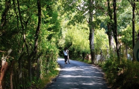 Beykoz Kavacık Dedeoğlu Özel Ormanı, Devlet Ormanı mı olacak?