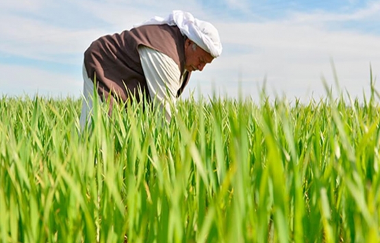 Çiftçilere yapılandırma müjdesi! Başvurular ne zaman?