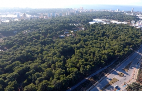 Muratpaşa Obruk Ormanı imar çalışmaları başladı!