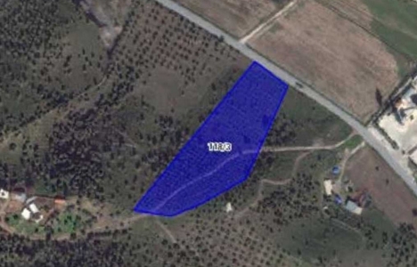 Milas Belediyesi 74 adet zeytin tarlasını satışa çıkardı!