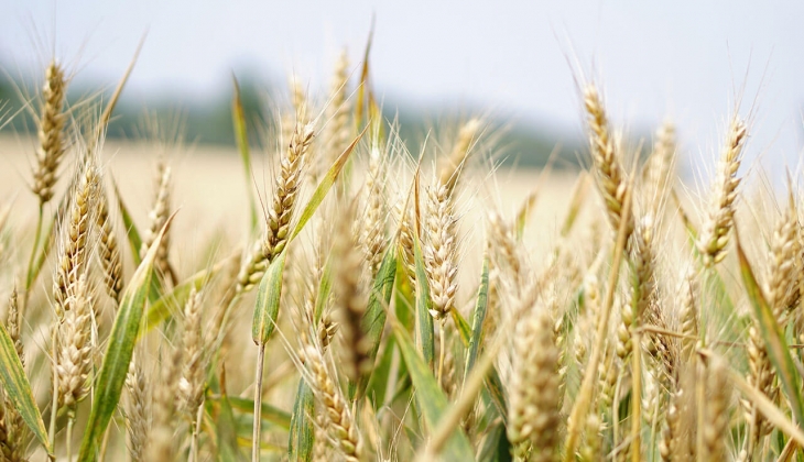 Buğday fiyatlarında Ekim şoku! Buğday fiyatları bugün hangi borsada kaç lira oldu? 3 Ekim 2022 fiyat listesi...