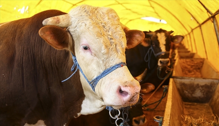 İl il kurbanlık fiyatları! Kurbanlık fiyatlarında son durum ne? 2022 kurban fiyatları ne kadar?